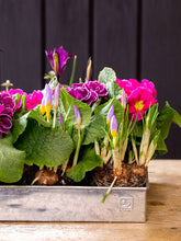 Indlæs billede til gallerivisning Lav Bundbakke til Maxi Væksthus