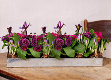 Indlæs billede til gallerivisning Lav Bundbakke til Maxi Væksthus