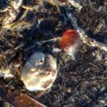 Indlæs billede til gallerivisning Armbånd med rav og sten #2